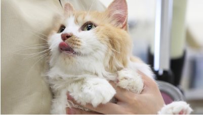 ドッグ&キャットコース