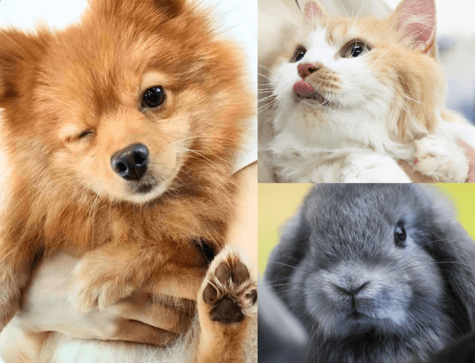 ペットビジネス学科のメインビジュアル